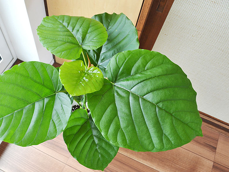 観葉植物 フィカス・ウンベラータ 葉の拡大