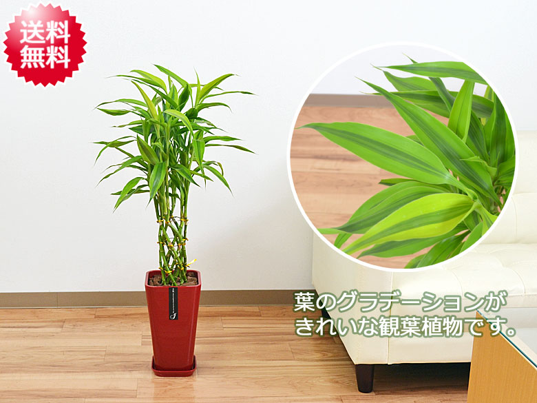 送料無料 観葉植物 ミリオンバンブー 万年竹 カラースクエアポット 6号 観葉植物の販売 ギフトならフラワーコーポレーション