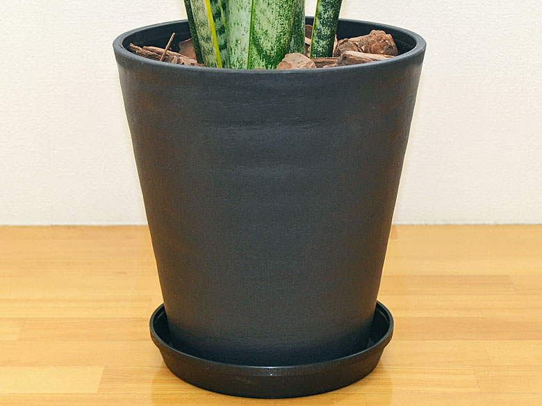 観葉植物 サンスベリア 6号セラート鉢 鉢の拡大