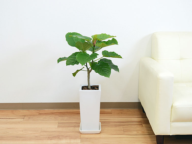 観葉植物 フィカス・ウンベラータ 6号陶器鉢 イメージ2