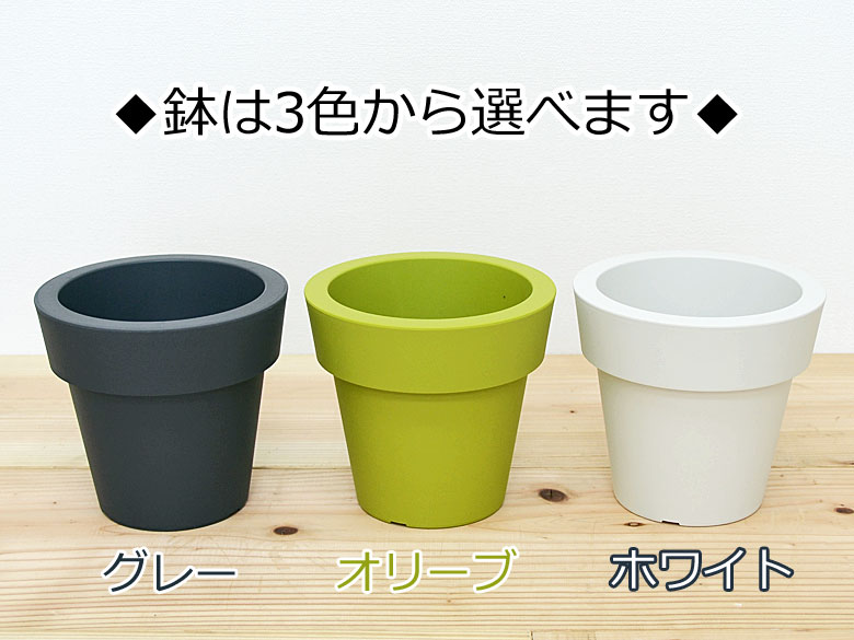観葉植物 底面給水 3鉢セット 選べる鉢の色
