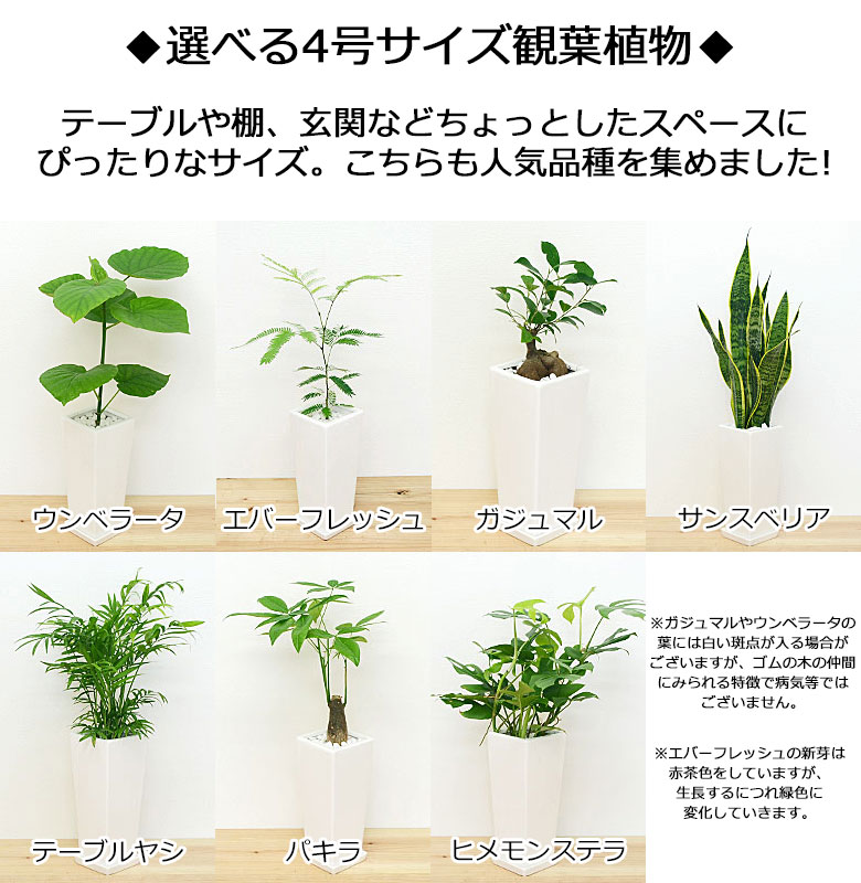 観葉植物 7号4号 陶器鉢植え 2鉢セット 4号の種類