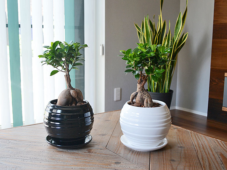 観葉植物 ガジュマル ボール形陶器鉢 イメージ2
