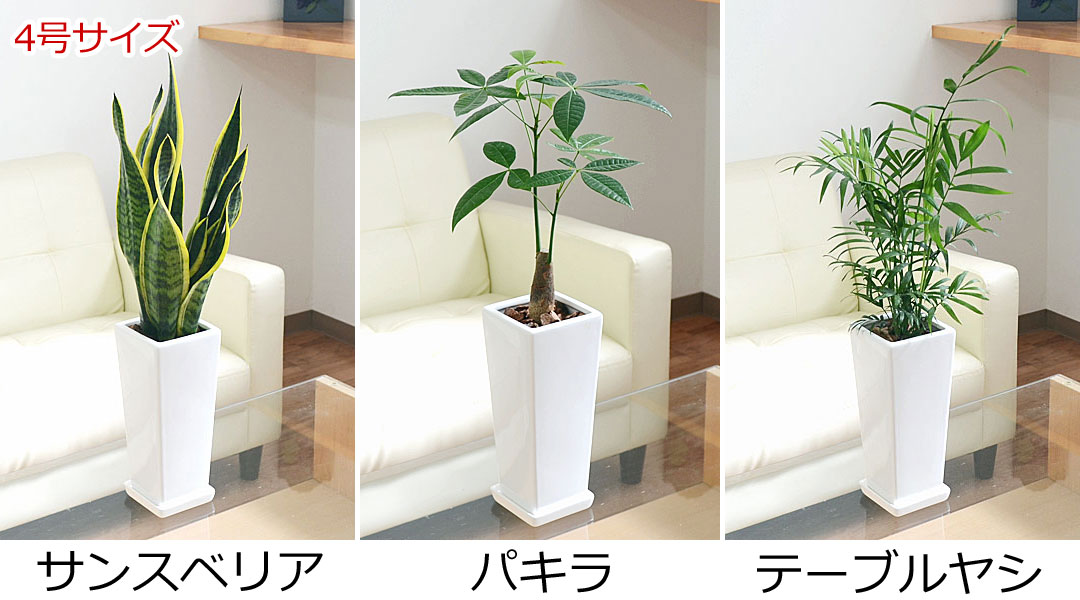 観葉植物 4鉢セット 4号サイズの観葉植物画像