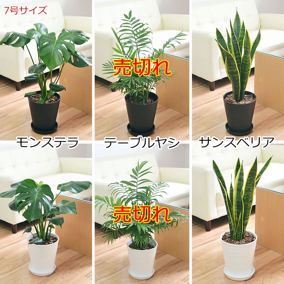 観葉植物 4鉢セット 7号サイズの観葉植物画像