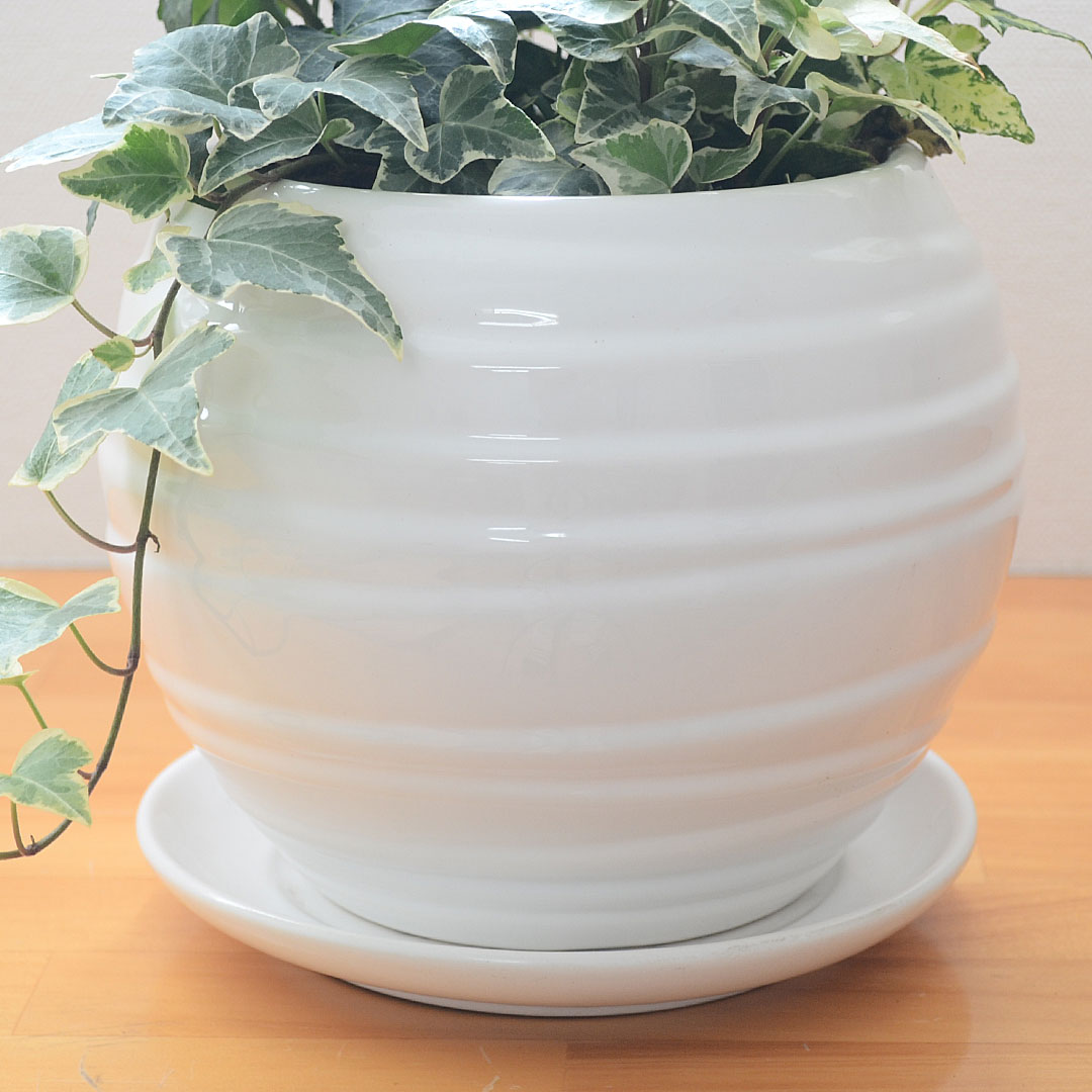 観葉植物 アイビー 3種寄せ植え ボール形陶器鉢植え 陶器鉢の拡大