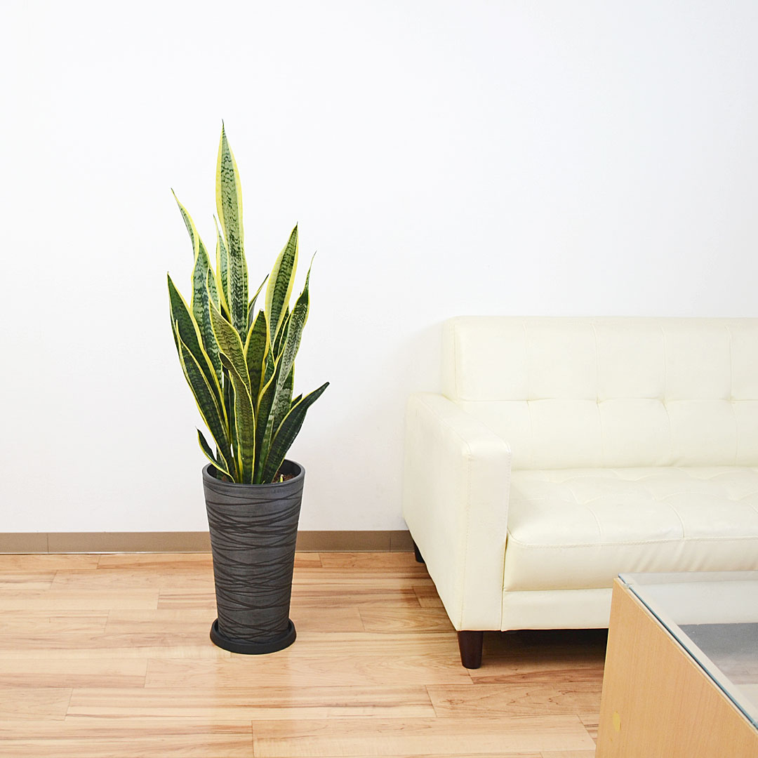 観葉植物 サンスベリア デザイン鉢植え イメージブラック