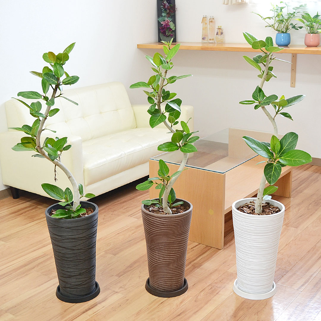 観葉植物 ベンガルゴム デザイン鉢 3鉢イメージ
