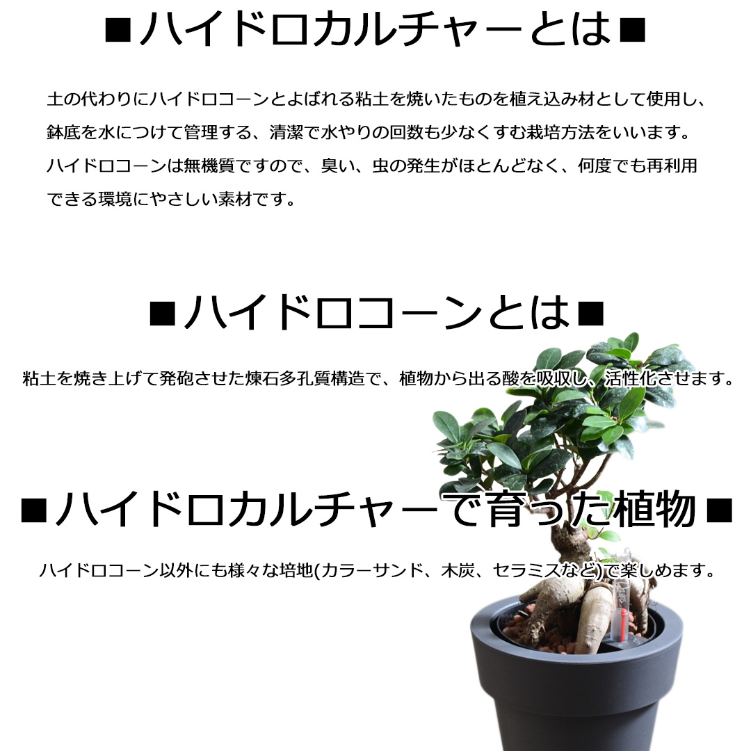 観葉植物 ハイドロ 3鉢セット 5号 説明