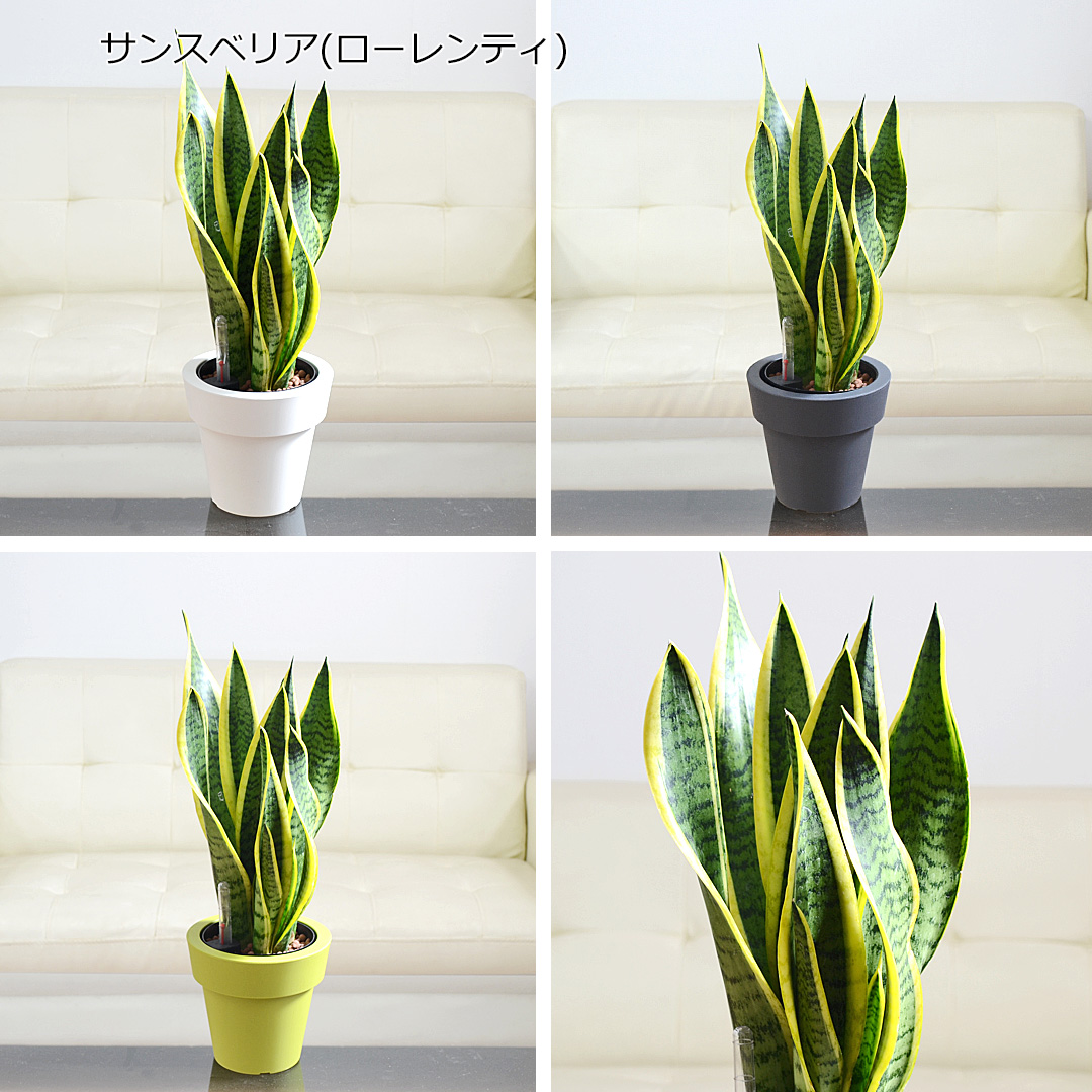 観葉植物の販売・ギフトならフラワーコーポレーション / 観葉