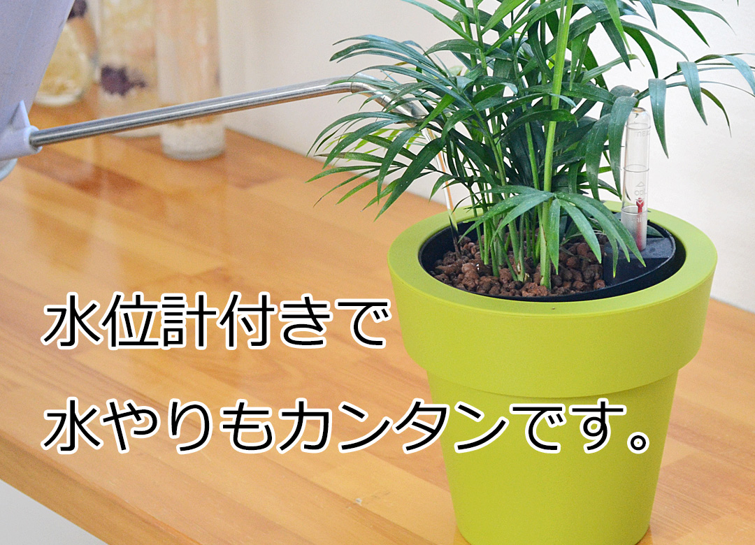 観葉植物 ハイドロ 3鉢セット 水やり説明