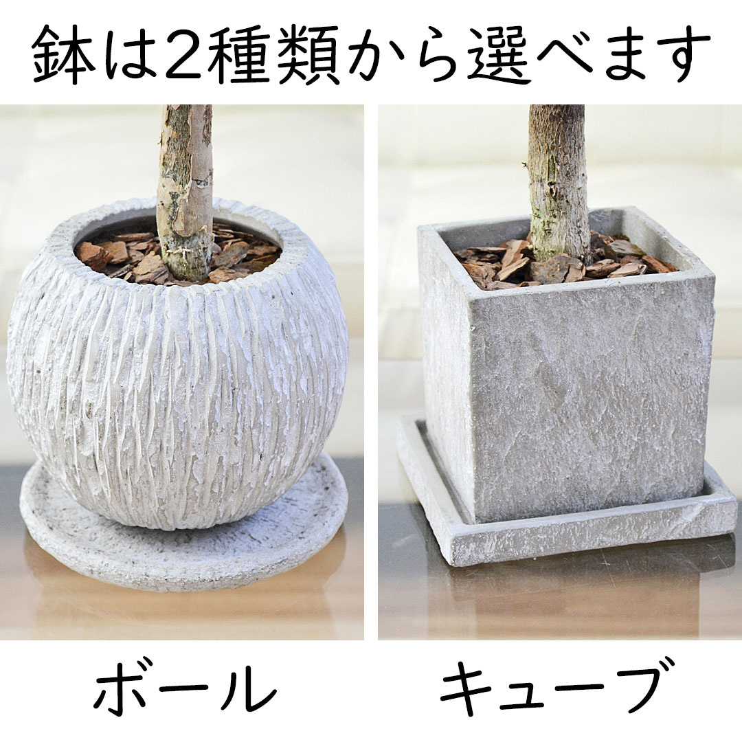 観葉植物 3号 セメント鉢 鉢の拡大