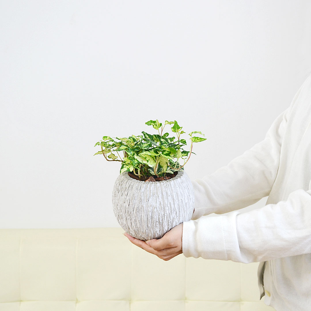 観葉植物 3号 セメント鉢 イメージ