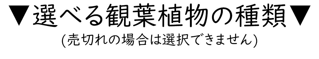 選べる観葉植物の種類