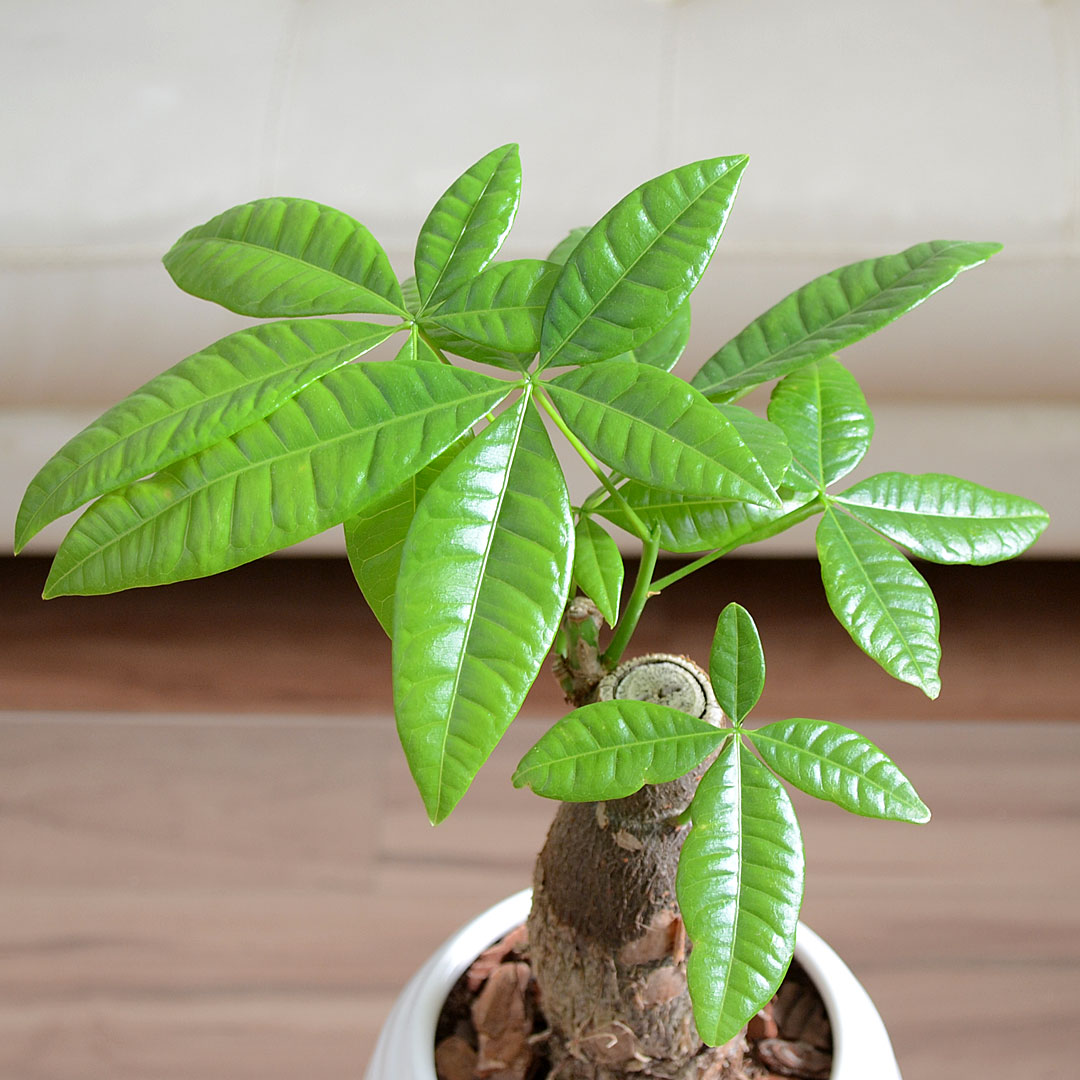 観葉植物 パキラ ボール形陶器鉢 葉の拡大