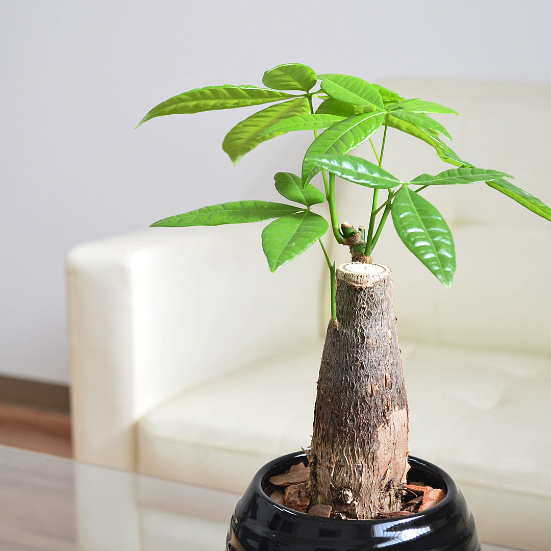 観葉植物 パキラ ボール形陶器鉢 イメージ