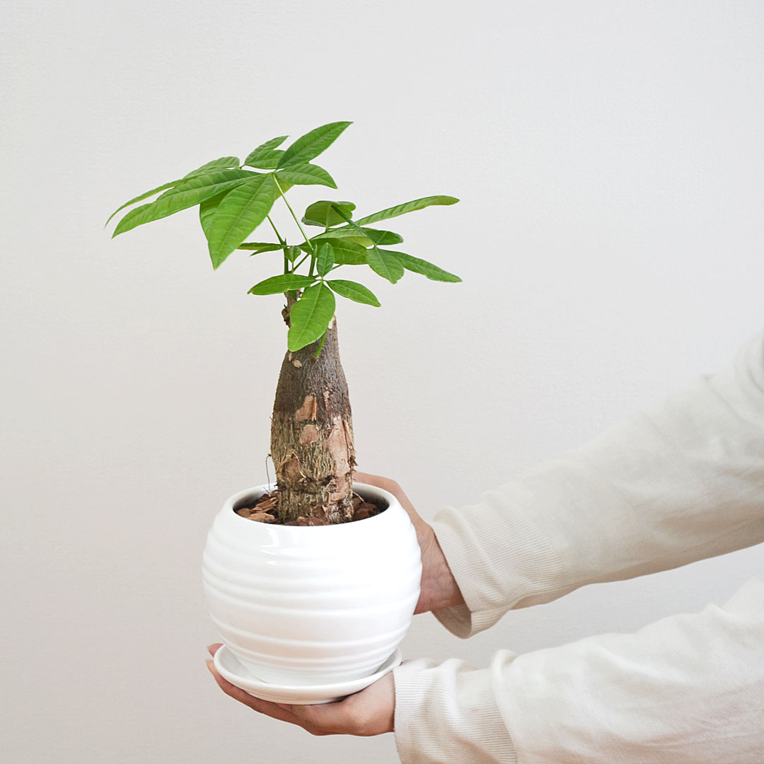 観葉植物 パキラ ボール形陶器鉢 イメージ2