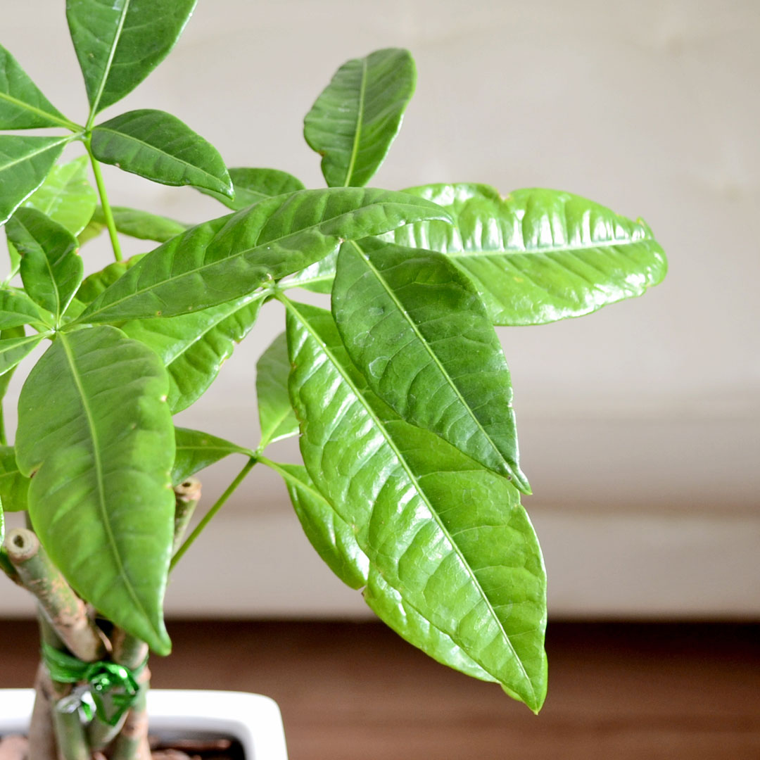 観葉植物 パキラ スクエア陶器鉢 葉の拡大