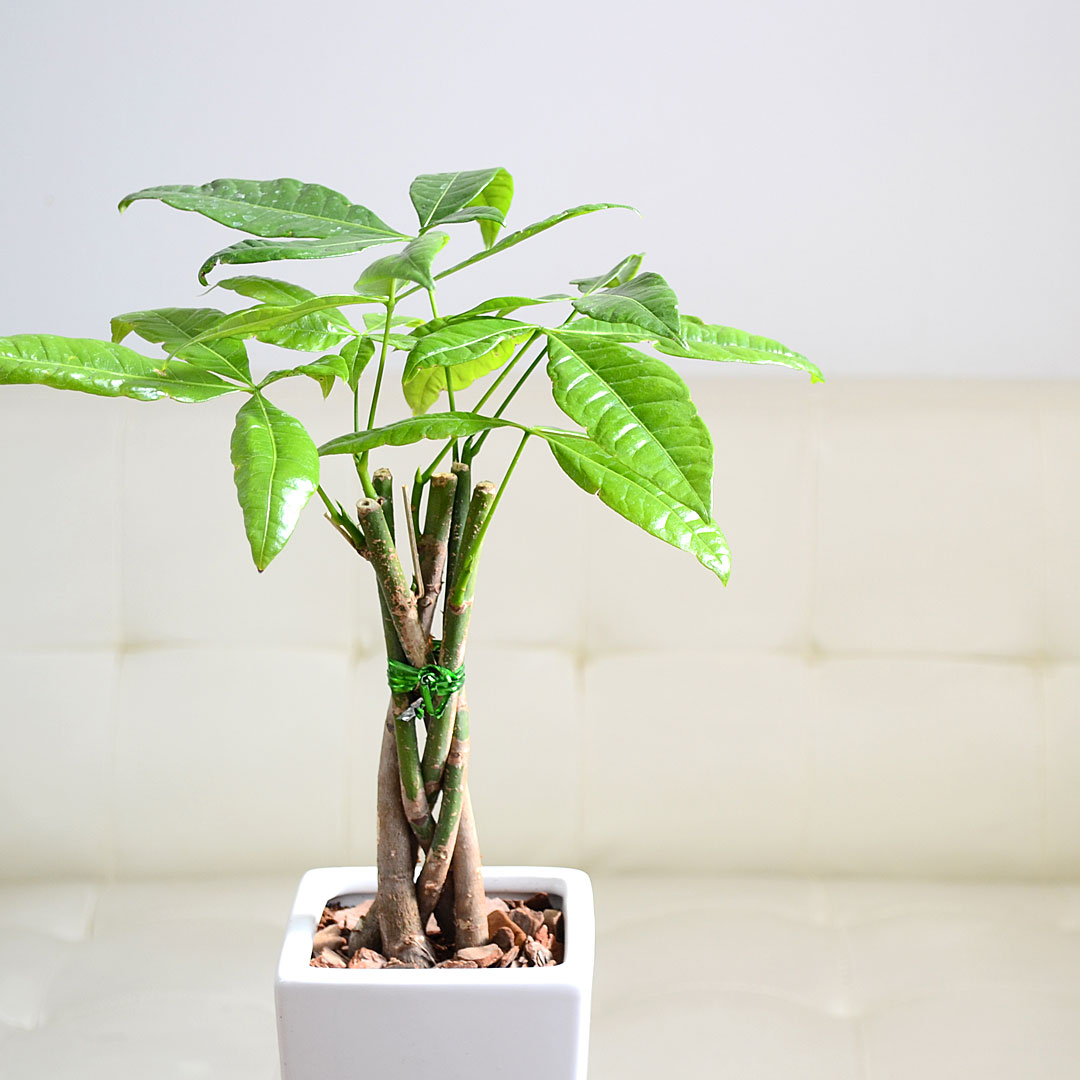 観葉植物 パキラ スクエア陶器鉢 イメージ