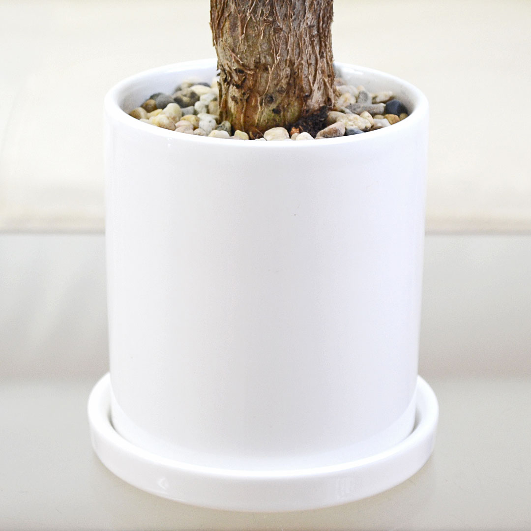 選べる観葉植物 3鉢セット 円柱形陶器鉢 陶器鉢の拡大