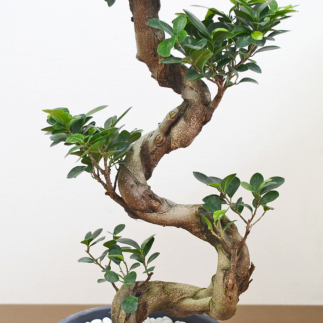 観葉植物 ガジュマル 曲がり仕立て セメント鉢 幹の拡大