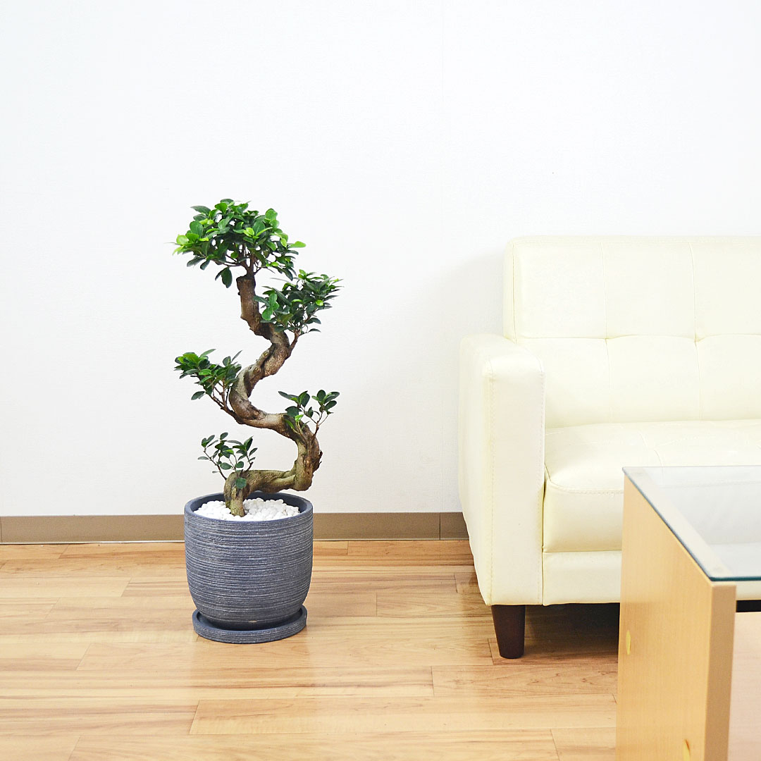 観葉植物 ガジュマル 曲がり仕立て セメント鉢 イメージ
