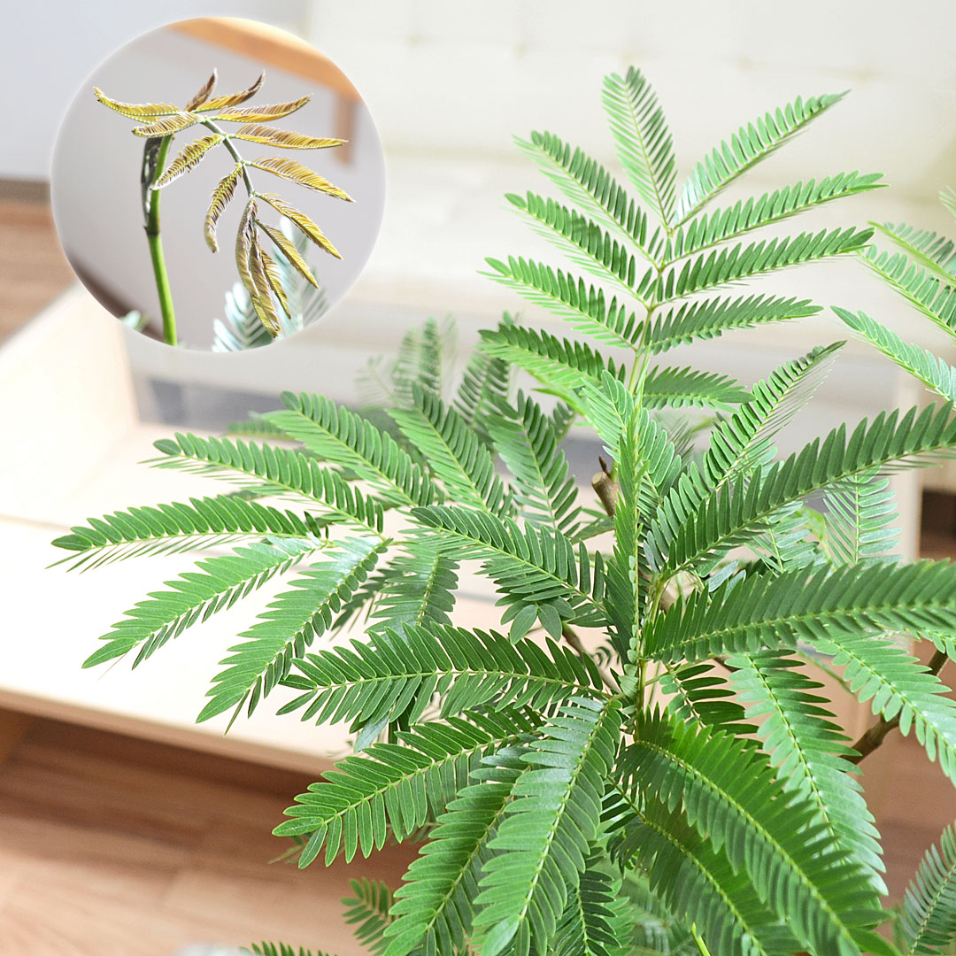 観葉植物 エバーフレッシュ 7号 陶器鉢 葉の拡大