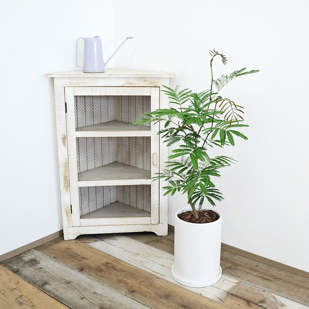 観葉植物 エバーフレッシュ 7号 陶器鉢 イメージ4