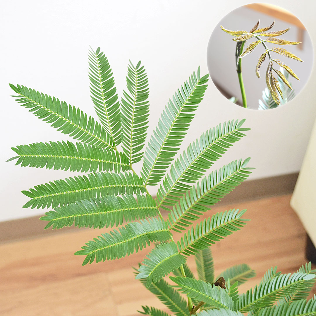 観葉植物 エバーフレッシュ 5号 陶器鉢 葉の拡大