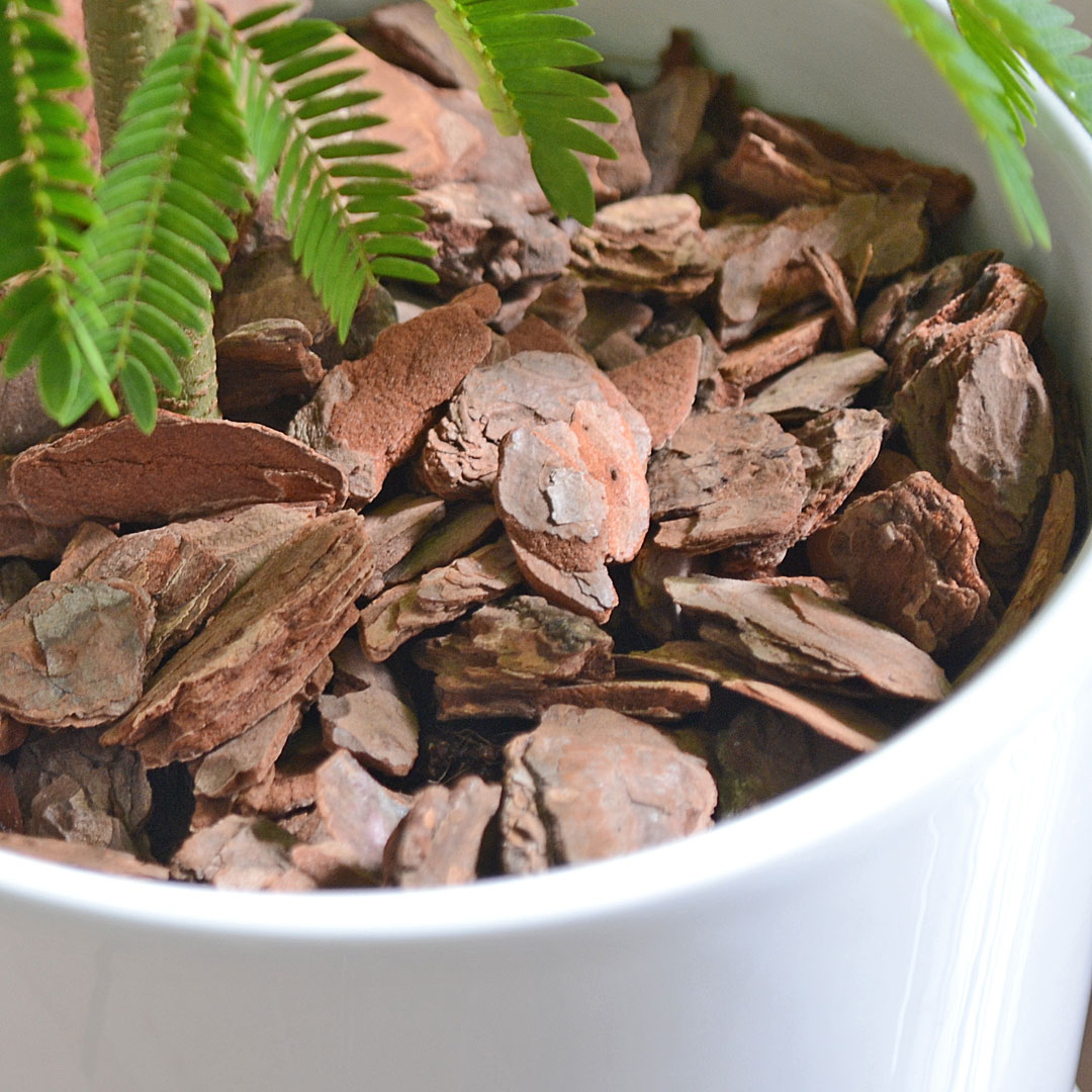 観葉植物 エバーフレッシュ 5号 陶器鉢 土の表面の拡大