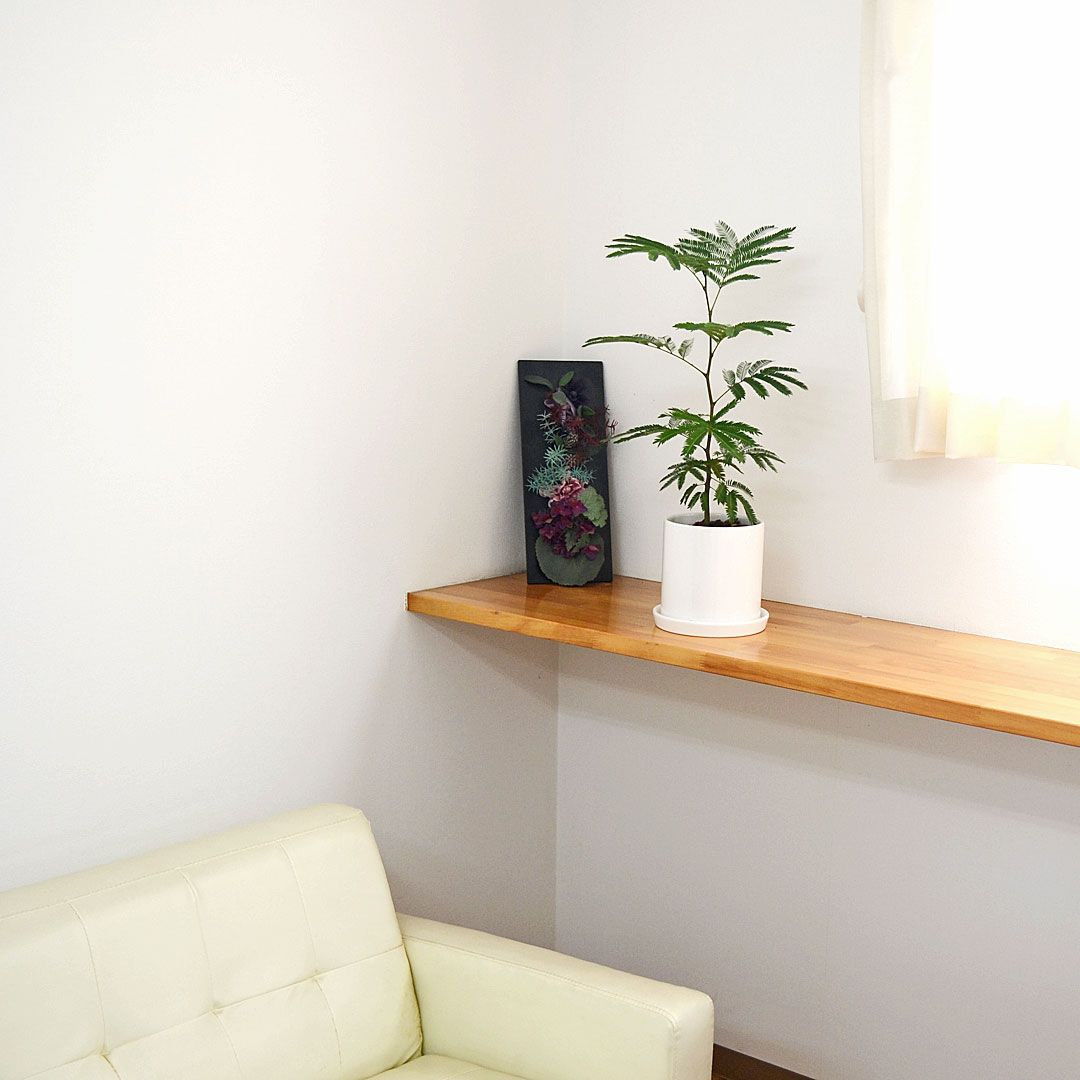 観葉植物 エバーフレッシュ 5号 陶器鉢 イメージ2