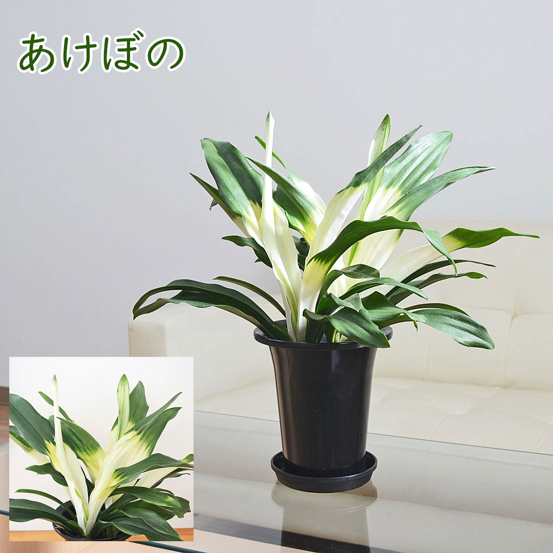 観葉植物 万年青 5.5号 あけぼの