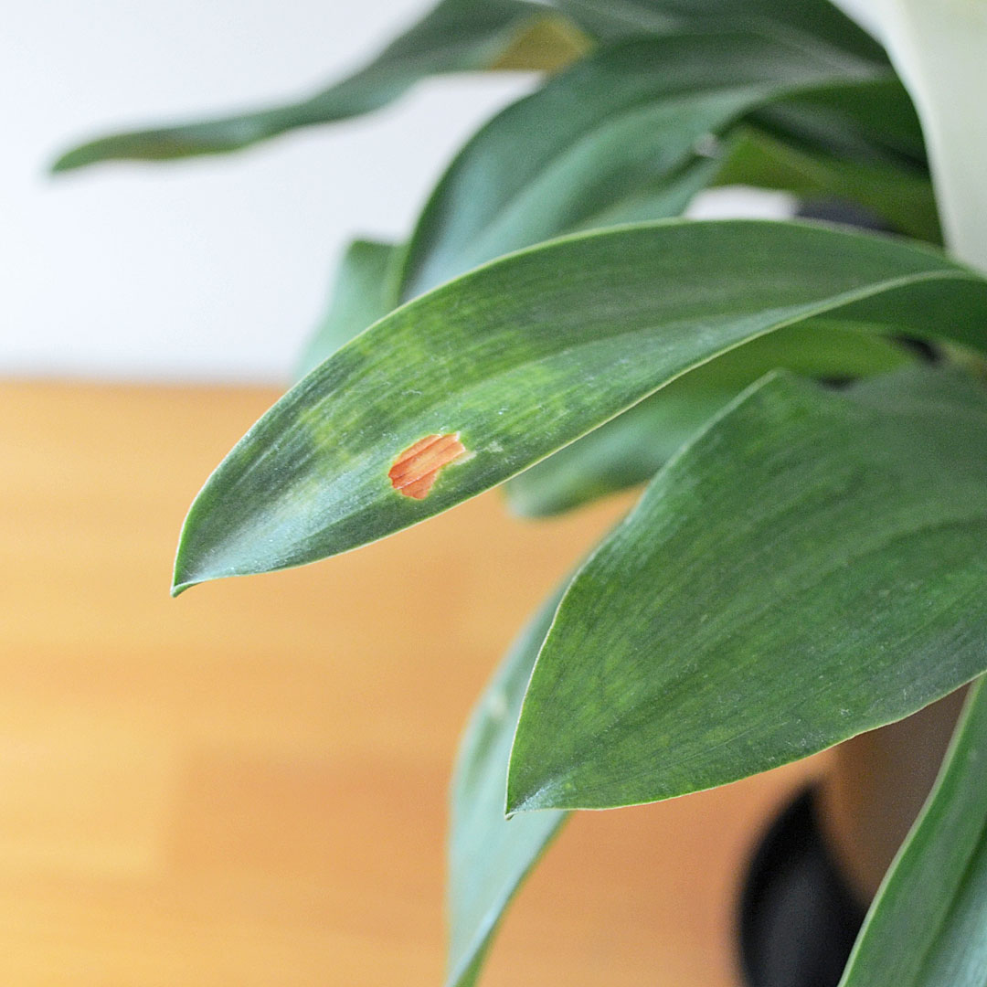 観葉植物 万年青 陶器鉢 葉の拡大
