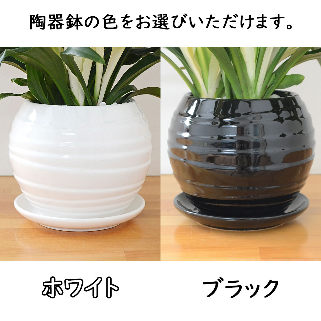 観葉植物 万年青 陶器鉢 陶器鉢の拡大