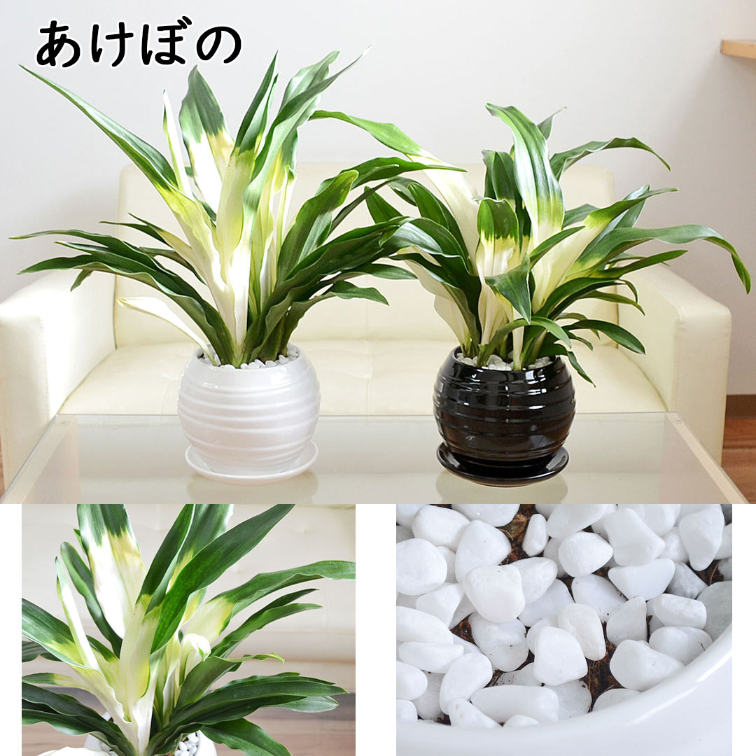 観葉植物 万年青 陶器鉢 あけぼの