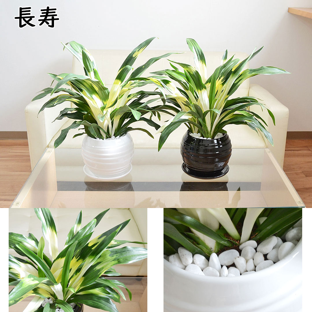観葉植物 万年青 陶器鉢 長寿