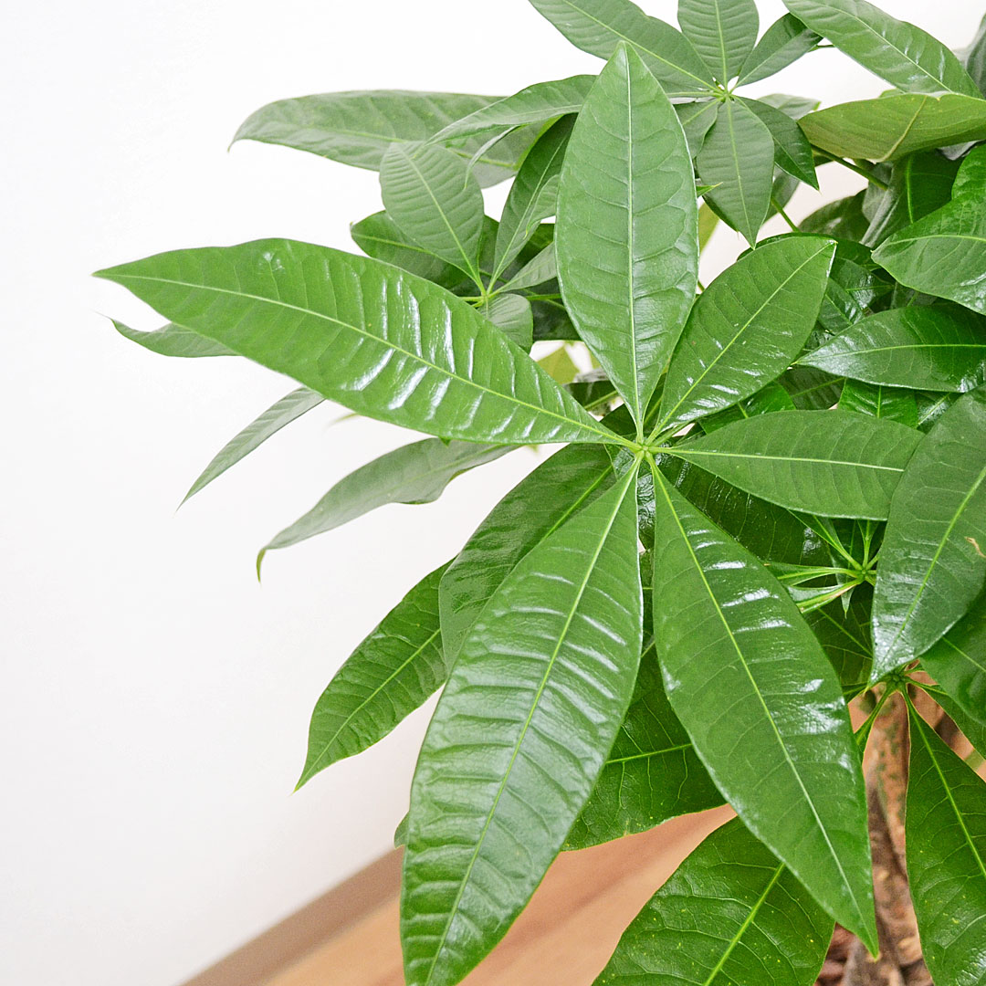 観葉植物 パキラ 7号 陶器鉢 葉の拡大