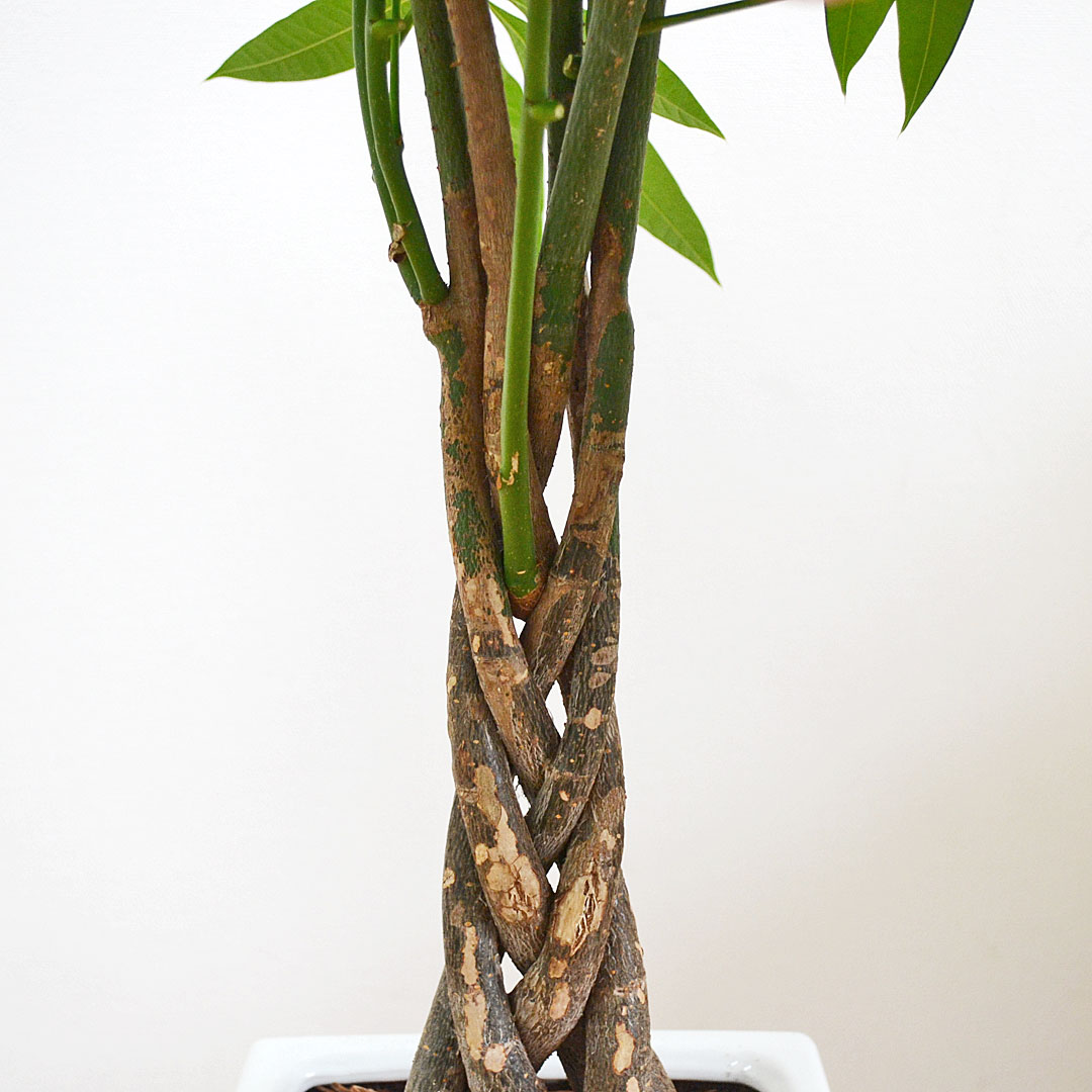 観葉植物 パキラ 7号 陶器鉢 幹の拡大