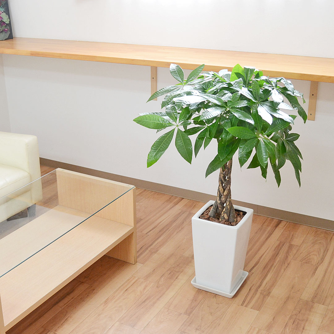 観葉植物 パキラ 7号 陶器鉢 イメージ2