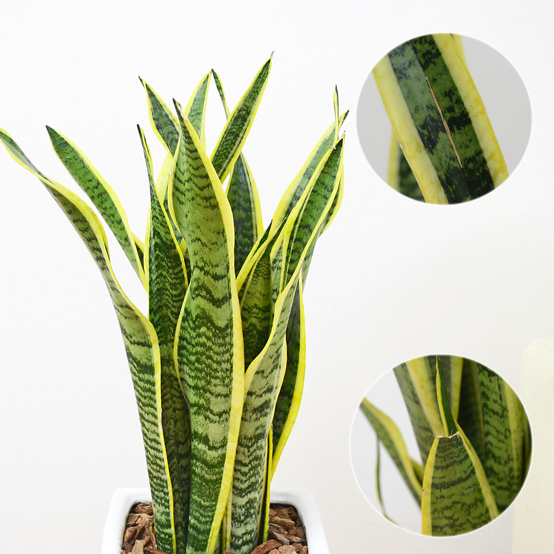 観葉植物 サンスベリア 7号陶器鉢 葉の拡大