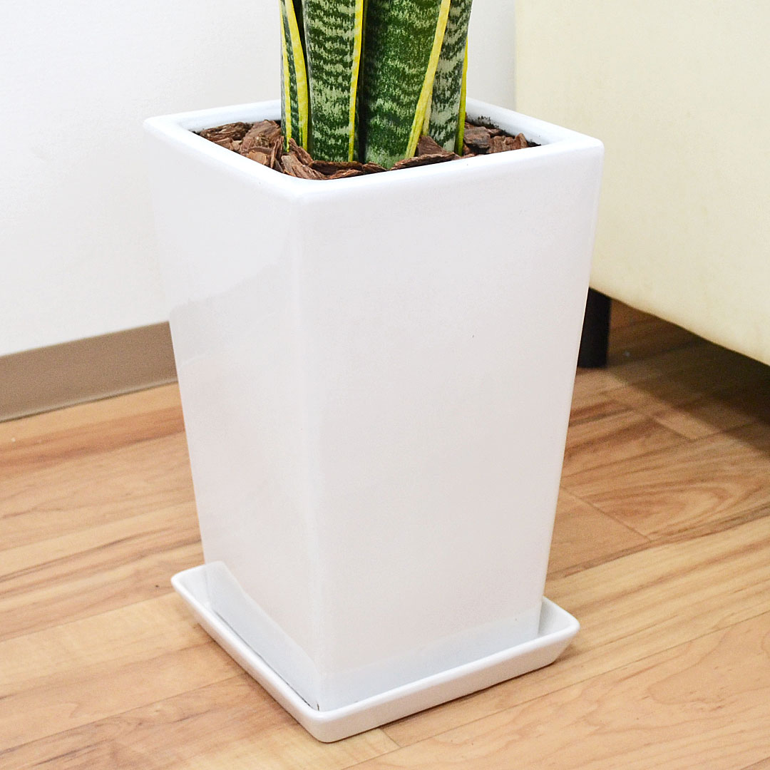 観葉植物 サンスベリア 7号陶器鉢 陶器鉢の拡大