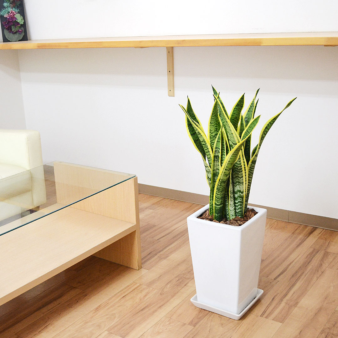 観葉植物 サンスベリア 7号陶器鉢 イメージ2