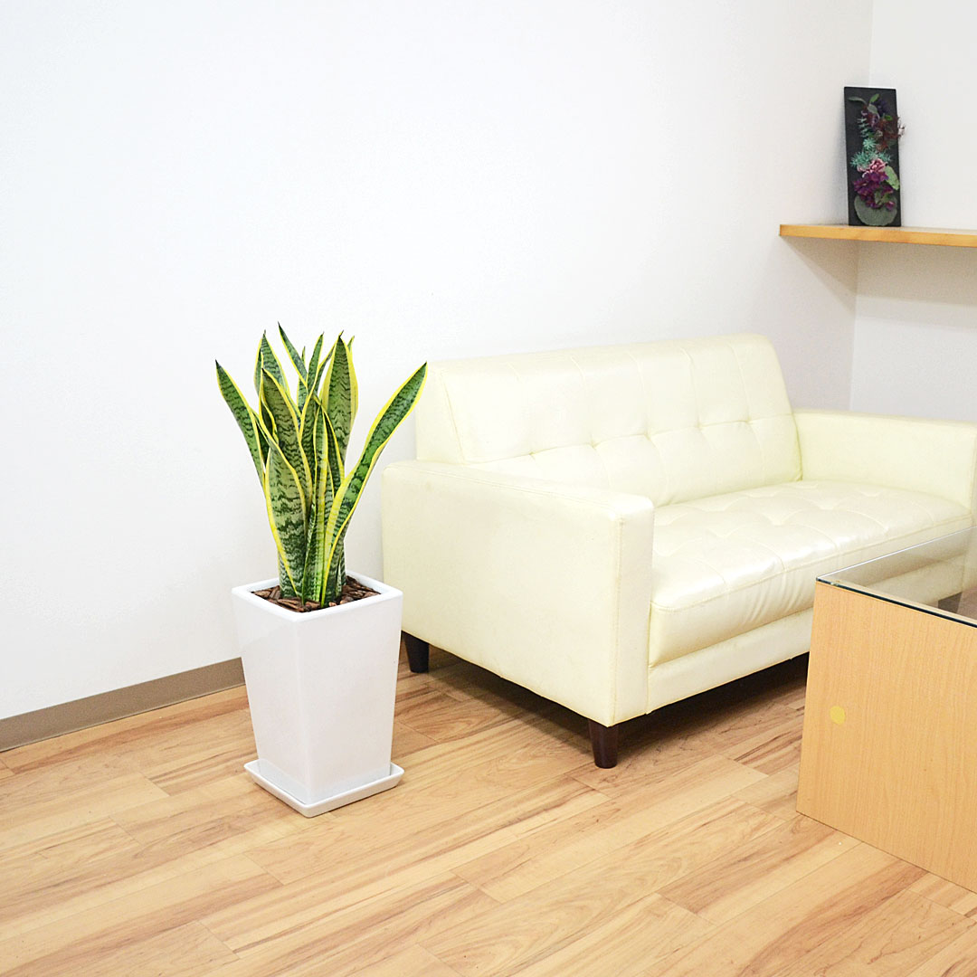 観葉植物 サンスベリア 7号陶器鉢 イメージ3