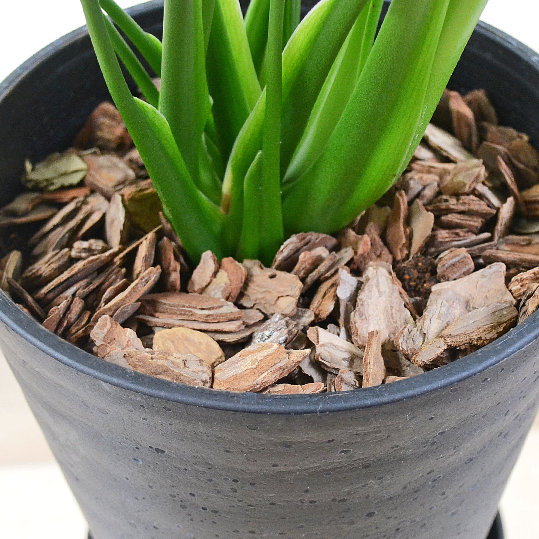 観葉植物 モンステラ 6号 セラアート鉢 土の表面の拡大