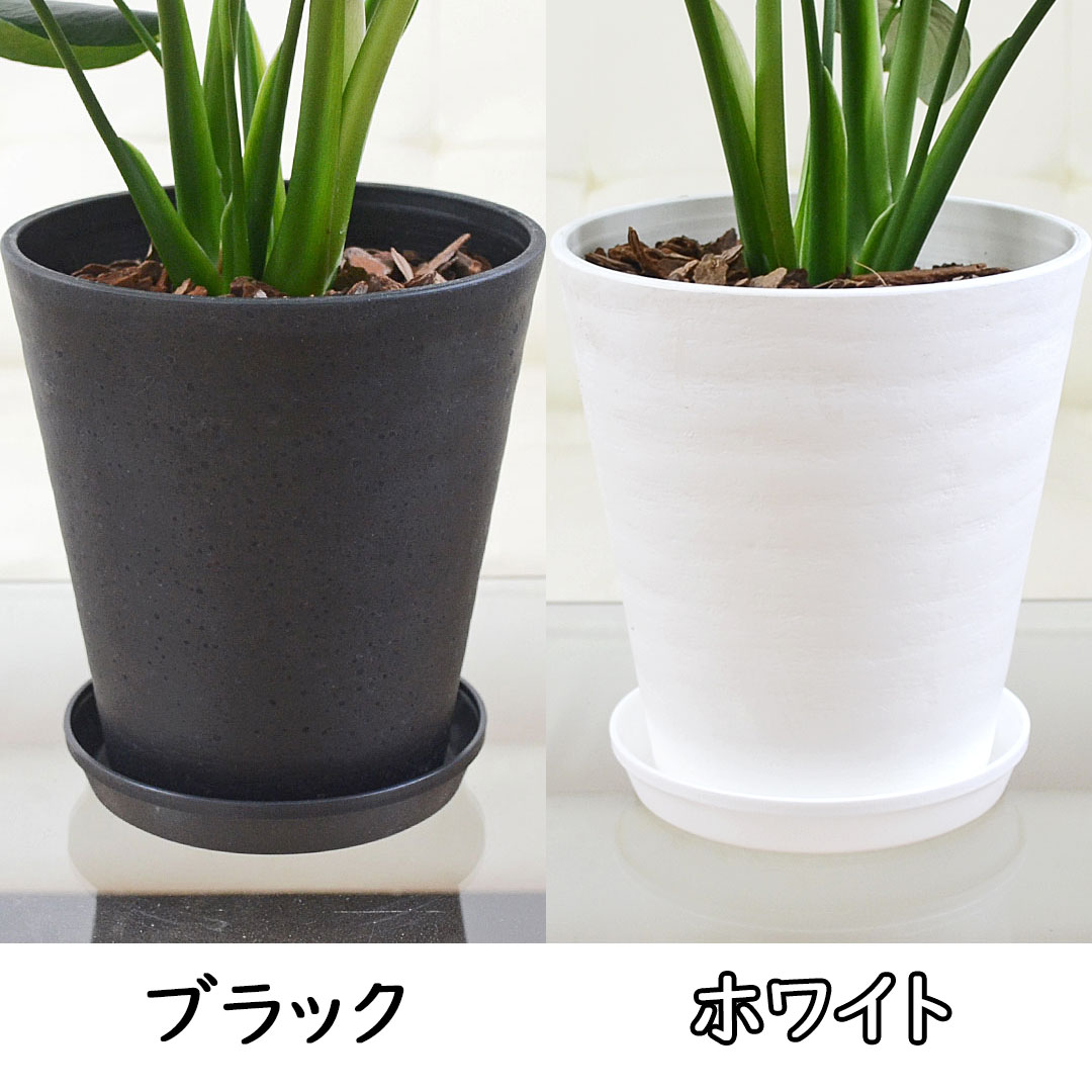 観葉植物 モンステラ 6号 セラアート鉢 鉢の拡大