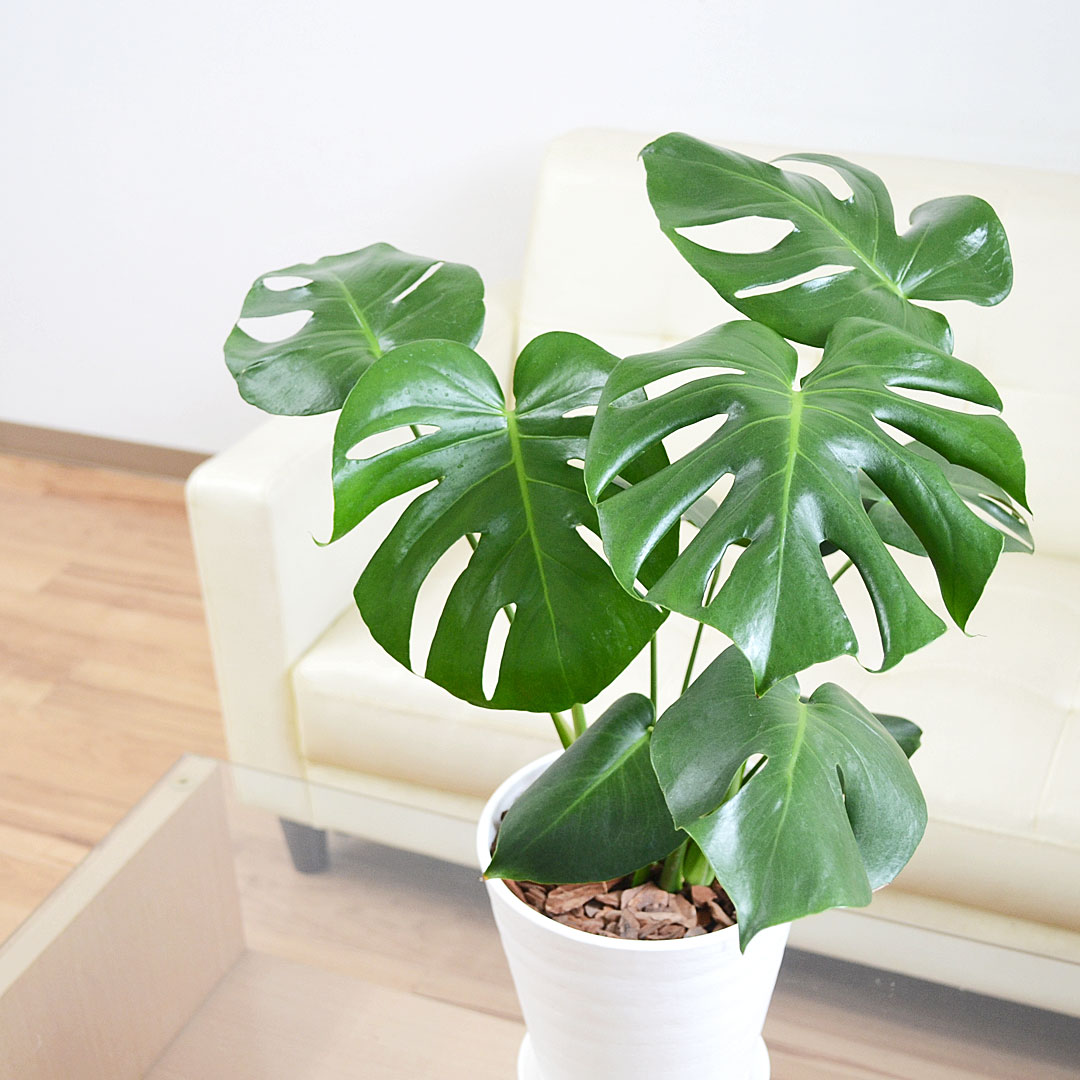 観葉植物 モンステラ 6号 セラアート鉢 イメージ2