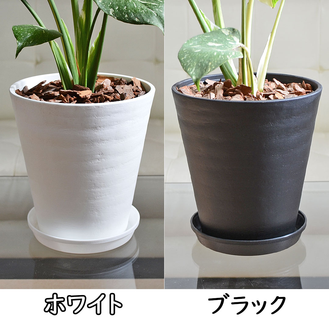 観葉植物 モンステラ タイコンステレーション 6号 セラアート鉢 陶器鉢の拡大