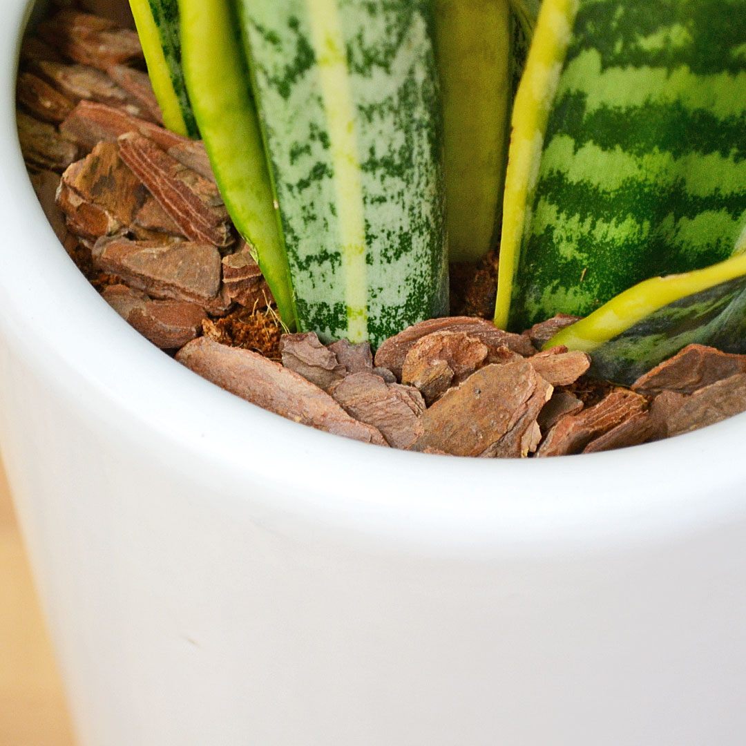 観葉植物 サンスベリア 7号陶器鉢 土の表面の拡大