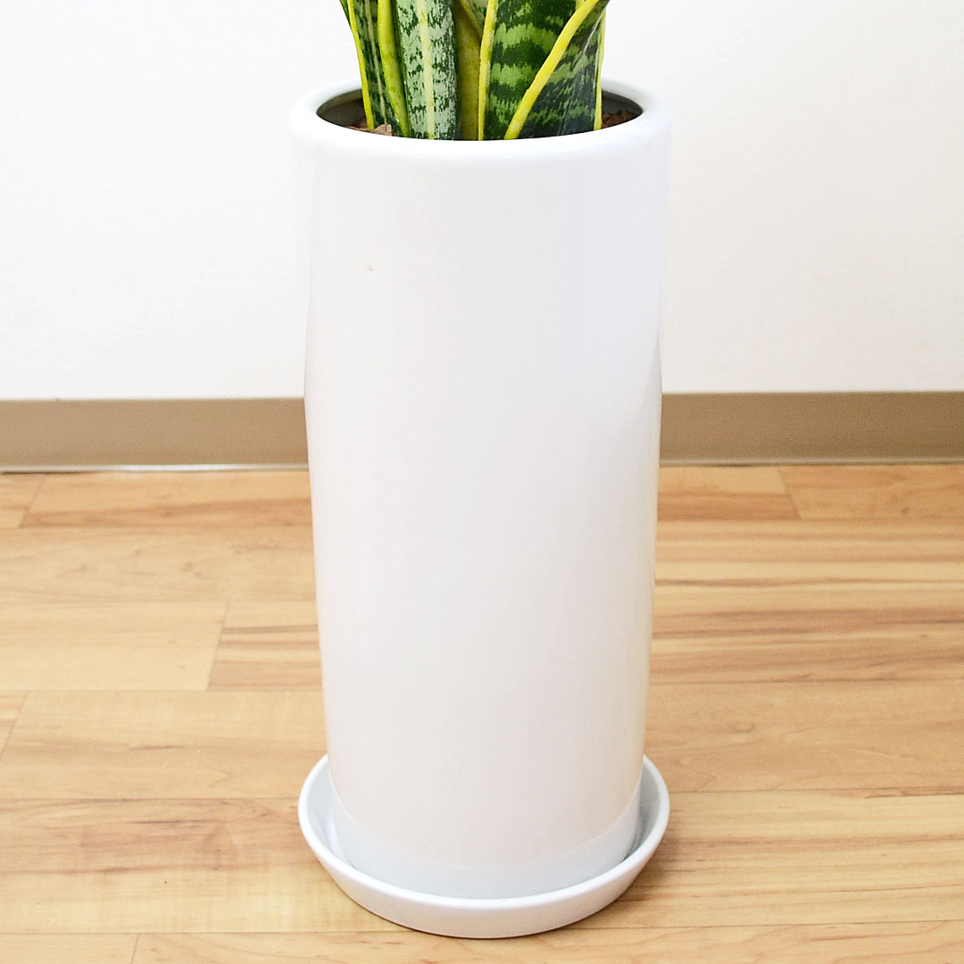 観葉植物 サンスベリア 7号陶器鉢 陶器鉢の拡大