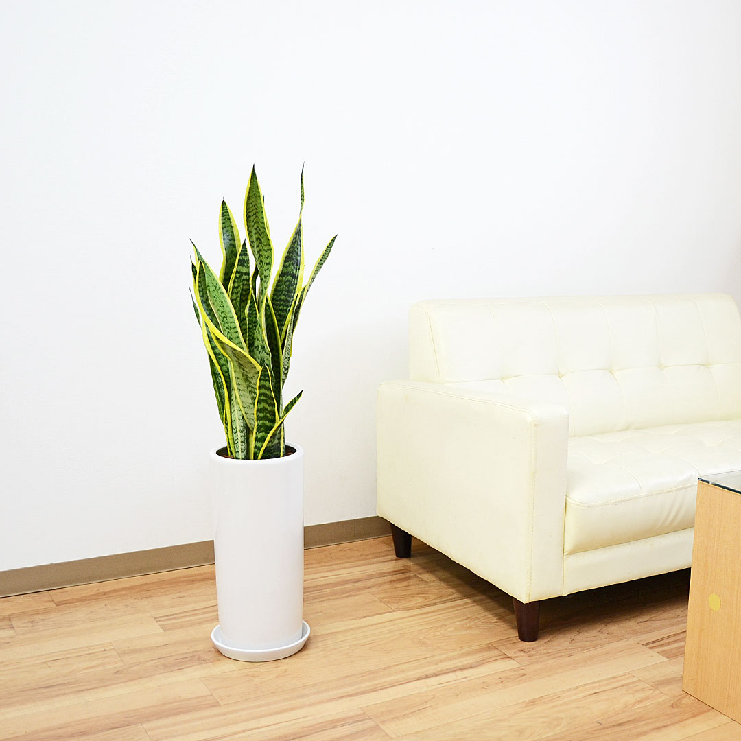 観葉植物 サンスベリア 7号陶器鉢 イメージ2